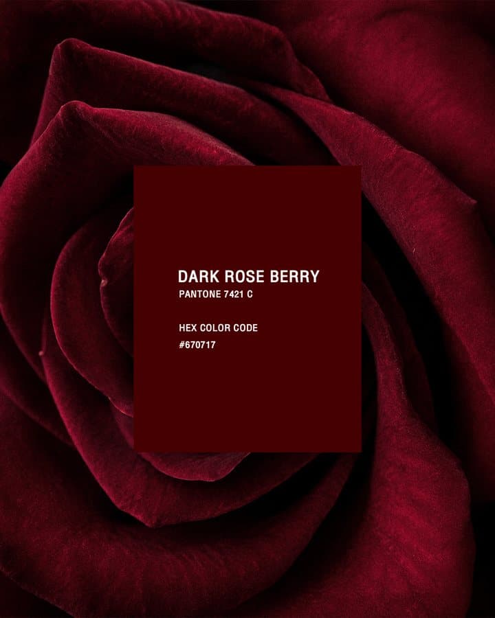 Dark Rose Berry — Pantone 7421 C, hex #670717, on deep-red rose petals